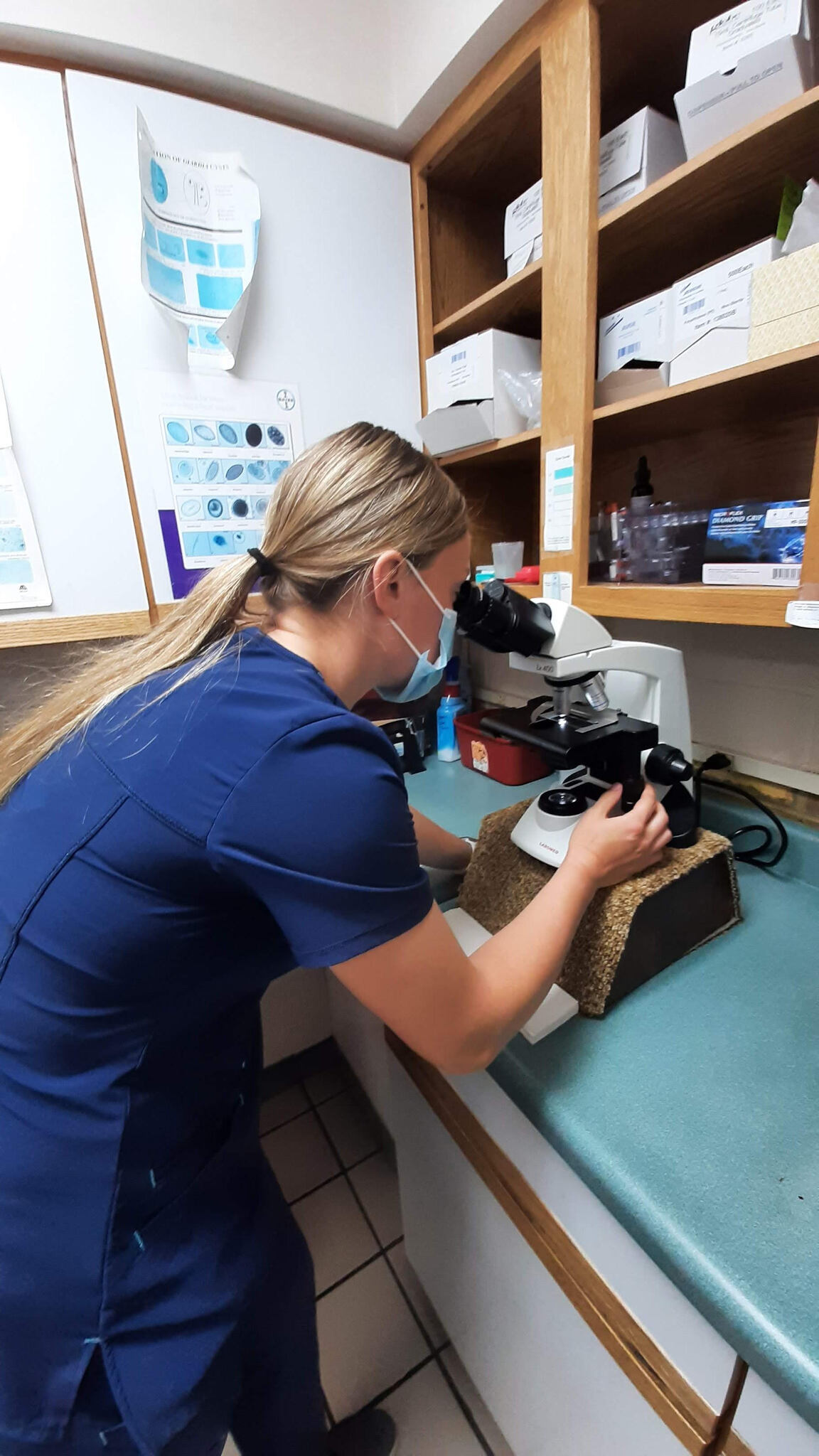 An agriscience student working at her work-based learning placement in a vet's office.