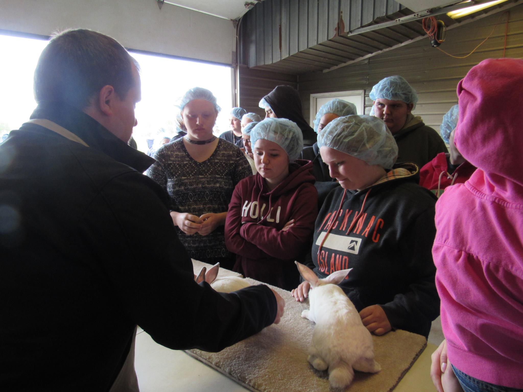 FFA students learn how to judge rabbits.